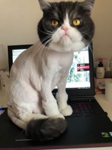 Cat sitting on computer