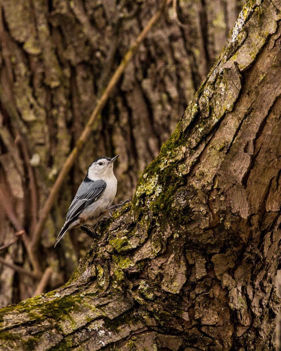 bird on tree