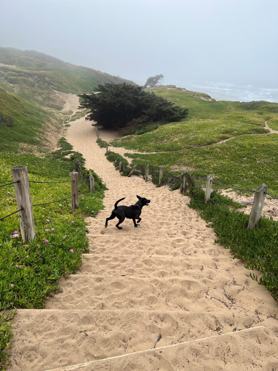 Dog running down a sandy hill